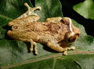Description de l'image Raorchestes whitebar.jpg.
