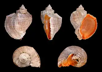 Rapana venosa, un Muricidae