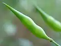 Silique de radis
