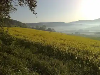 Brevörde