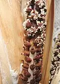 Détail de l'inflorescence (fleurs mâles au-dessus, femelle en dessous).