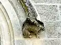 Chimère de la fenêtre haute.