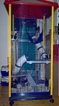 Volière hébergeant des rats domestiques