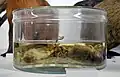 Roi de rats trouvé en 1986 en Vendée exposé au muséum d'histoire naturelle de Nantes.