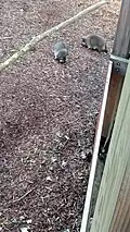 Vue sur quelques ratons laveurs de Pairi Daiza.