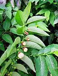 rameau fertile de Sauropus androgynus.