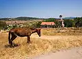 Ravadinovo