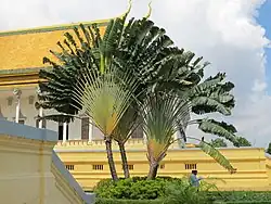 Arbre du voyageur dans les jardins du palais royal de Phnom Penh (Cambodge).