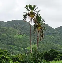 Grand ravenale, sur l'île Maurice.