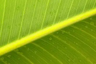 Détail de la structure d'une feuille.