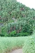 Plante envahissante des collines, à Saint Hubert, sur l'île Maurice.