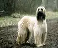 Ravi.