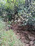 Ravine Boudoute.