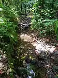 Ravine Déjeuner