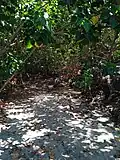 Ravine Petite Anse.