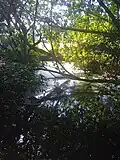 Ravine sans nom débouchant à la plage des Galbas.