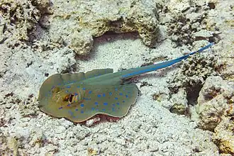 Raie pastenague à taches bleues en mer Rouge. Avril 2023.