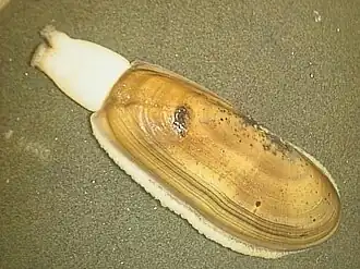 Siliqua patula