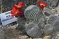 Rebutia krainziana