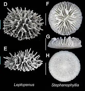 Des Micrabaciidae.