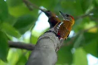 Description de l'image Red-Rumped Woodpecker (Veniliornis kirkii).jpg.