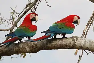 Ara chloropterus (Psittaciformes).