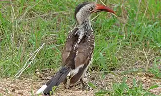 Tockus erythrorhynchus (parc national Kruger, Afrique du Sud).