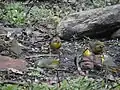 Groupe de "rossignols du Japon" en Uttarakhand, Inde.