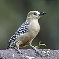 Femelle
