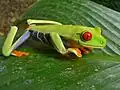 Agalychnis callidryas (Parc national de Tortuguero, Costa Rica)