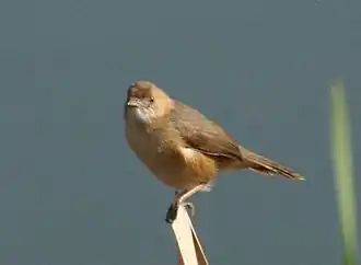 Description de l'image Red-faced Cisticola (Cisticola erythrops).jpg.