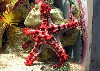 Une étoile de mer.