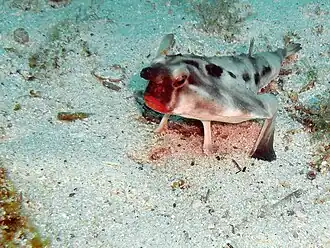 Ogcocephalus darwini (Ogcocephalidae).