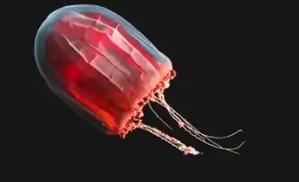 Pandea rubra (Pandeidae)
