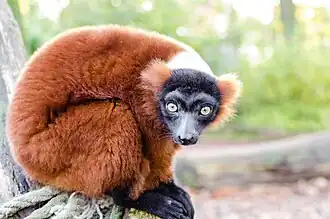 Varecia rubra