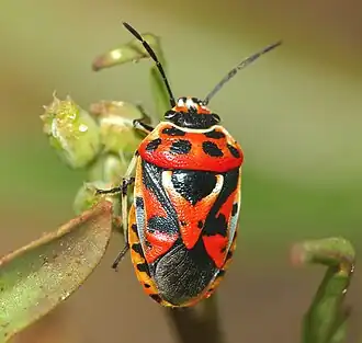 Eurydema ornata