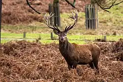 Cerf élaphe (Cervus elaphus)