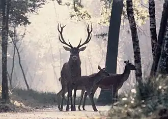 Grand cerf et deux biches