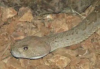 Description de l'image Red_Diamondback_Rattle_Snake_Image_003.jpg.