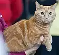 Red marbled tabby.