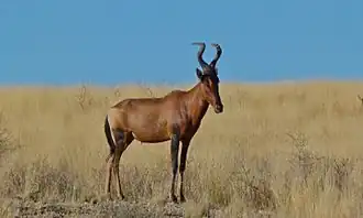 Alcelaphus buselaphus (bubale roux)