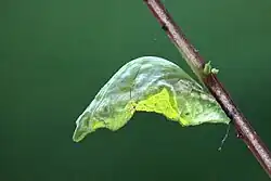 Chrysalide