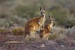 Photo de deux kangourous roux.