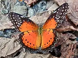 Cethosia biblis
