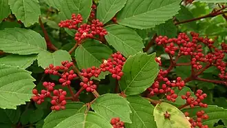 Description de l'image Red Leea (Leea rubra).jpg.