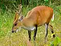 Cerf aboyeur mâle (Muntiacus muntjak curvostylis)