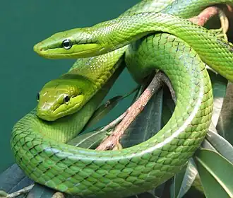 Serpents ratiers des mangroves.