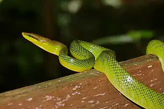 Gonyosoma oxycephalum (parc national du Gunung Mulu, Malaisie).