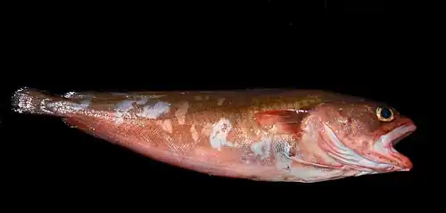 Pseudophycis bachus.