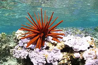 Oursin crayon (Heterocentrotus mammillatus).
